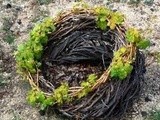 White wines without international grape varieties (part 2 of 2)