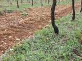 La piloselle dans les vignes comme alternative au désherbage et au travail du sol