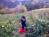 A la cave de Chèrouche, sous le rocher …naturellement