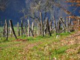 Dans les vignes de Valentin Blattner, à Soyhières et Courroux