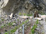 Intégrisme viticole : à quoi joue le terroir