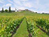 La vigne du monde à Féchy touche le coeur avec l’Association Sentinelles