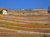 Tour de la vigne et du vin en 1 jour avec le Musée Valaisan …de la Vigne et du Vin