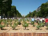 Champs Elysées Vineyard