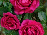 Présentation de la nouvelle rose aux Journées aux Plantes au chateau de courson