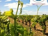 Le Sénat reconnait que le vin fait partie du patrimoine français