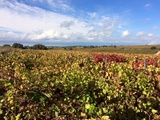 Les Bonnes Affaires et la chronique du caviste en automne