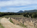 Visite du caviste au château Lancyre en Pic Saint Loup