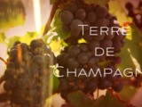 Retrouvez chaque semaine sur le blog, la série « Terre de Champagne »