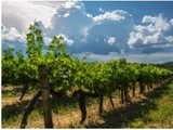 La qualité du vin commence par celle du raisin : Un travail de vigneron