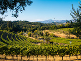 Biodynamic vineyards in Sonoma