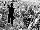 Des vignerons aux vins rares 8 : Tenute Dettori en Sardaigne