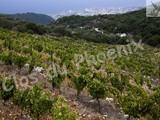Des vins bio du Liban : le Clos du Phoenix