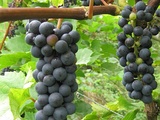 Hybrid grapes in usa-cépages hybrides aux usa