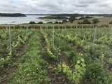 Un vin breton en devenir : le domaine des longues vignes