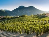 Une vigneronne au vin rare 11 : le domaine Allemand