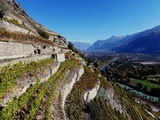 Vignoble suisse, des initiatives pour une viticulture durable
