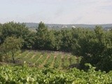 Une descente en Ardèche, entre vignes et caveaux