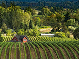 Ces vignobles du monde qu’on compare souvent à la Bourgogne