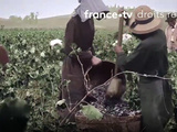 France 3 diffuse un magnifique documentaire sur l’histoire des vignerons
