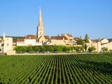 Meursault : grand vin blanc de Bourgogne
