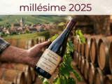 Millésime 2025 en Bourgogne : ce que révèlent les premières dégustations