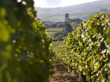 Saint-Véran, un grand vin blanc qui fête ses 50 ans