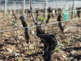 Taille de la Vigne en Bourgogne
