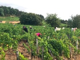 Vendanges 2026 en Bourgogne