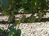 De la Maturité des raisins dans les vins de Bourgogne