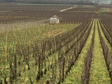 Des hommes et une terre: Le Meursault Genevrières