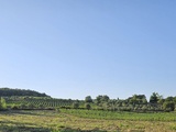 Podere Le Cinciole, Panzano in Chianti : galestro, pietraforte et bio-district — visite avec Luca Orsini