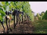 Les vignerons du Brulhois: Vin Noir et soleil