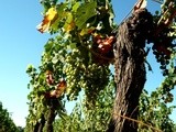 A Pomerol, la vigne commence à souffrir du manque d’eau