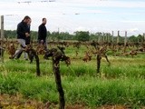 Alain Rousset annonce une aide de 3 millions d’euros aux vignerons et arboriculteurs victimes du gel