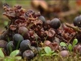 Attention à la drosophile japonaise, le tout dernier fléau de la vigne en Alsace