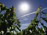 Bientôt les vendanges pour les blancs : la température dans les différentes appellations de Bordeaux