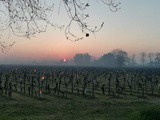 Bordeaux: une grosse semaine à combattre le gel