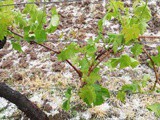 Côté Châteaux au plus près des vignerons en proie aux intempéries