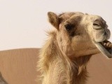 Des chercheurs alsaciens recourent à des chameaux pour immuniser les vignes