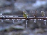 En Bourgogne, des gelées matinales ont été fatales pour certaines vignes