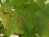 En Bourgogne, le choix cornélien des vignerons bio face aux vignes malades