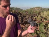 En Israël, des vignerons font renaître un vignoble qui avait des origines il y a plus de 3000 ans