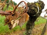 Gel à Bordeaux : la Chambre d’Agriculture considère que plus de la moitié du vignoble a été sévèrement touché