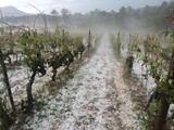 Hérault: des dizaines de vignerons dans la détresse après le passage de la grêle