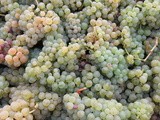 La production viticole en baisse de 17% selon le Ministère de l’Agriculture en France en 2017, mais sans doute bien plus dans le bordelais