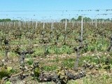 La Région Nouvelle-Aquitaine et le département de la Gironde au chevet de la vigne meurtrie par le gel