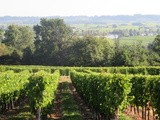 Le Département de la Gironde accompagne les viticulteurs avec le dispositif « zéro herbicide »