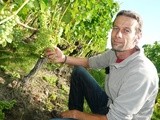 Les vignerons du Bordelais se réjouissent de la récolte 2014 à venir: + 50% par rapport à 2013