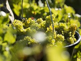 Millésime 2017: les professionnels du vin de Bourgogne ont le sourire